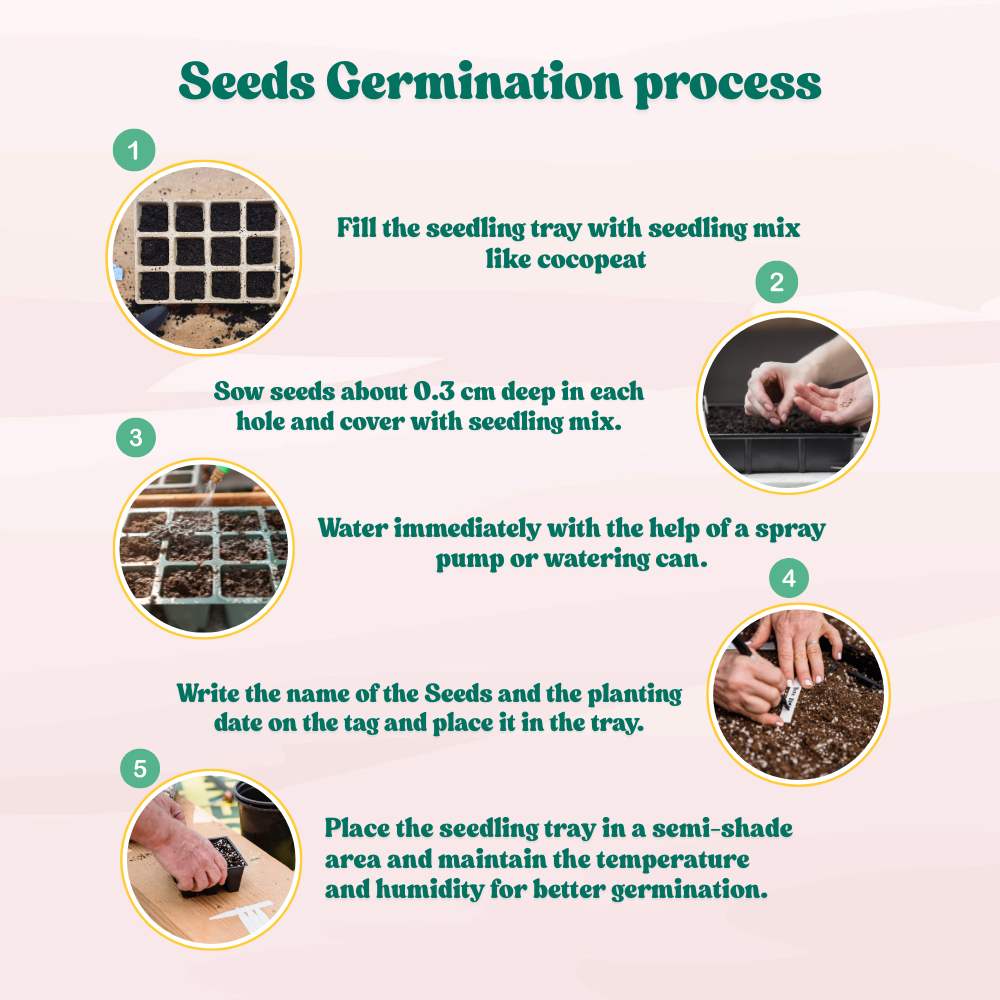 Statice Pacific Mix Seeds (50 Seeds) High Germination/ Easy To grow/ Perfect for pots, balconies, or Terrace gardens