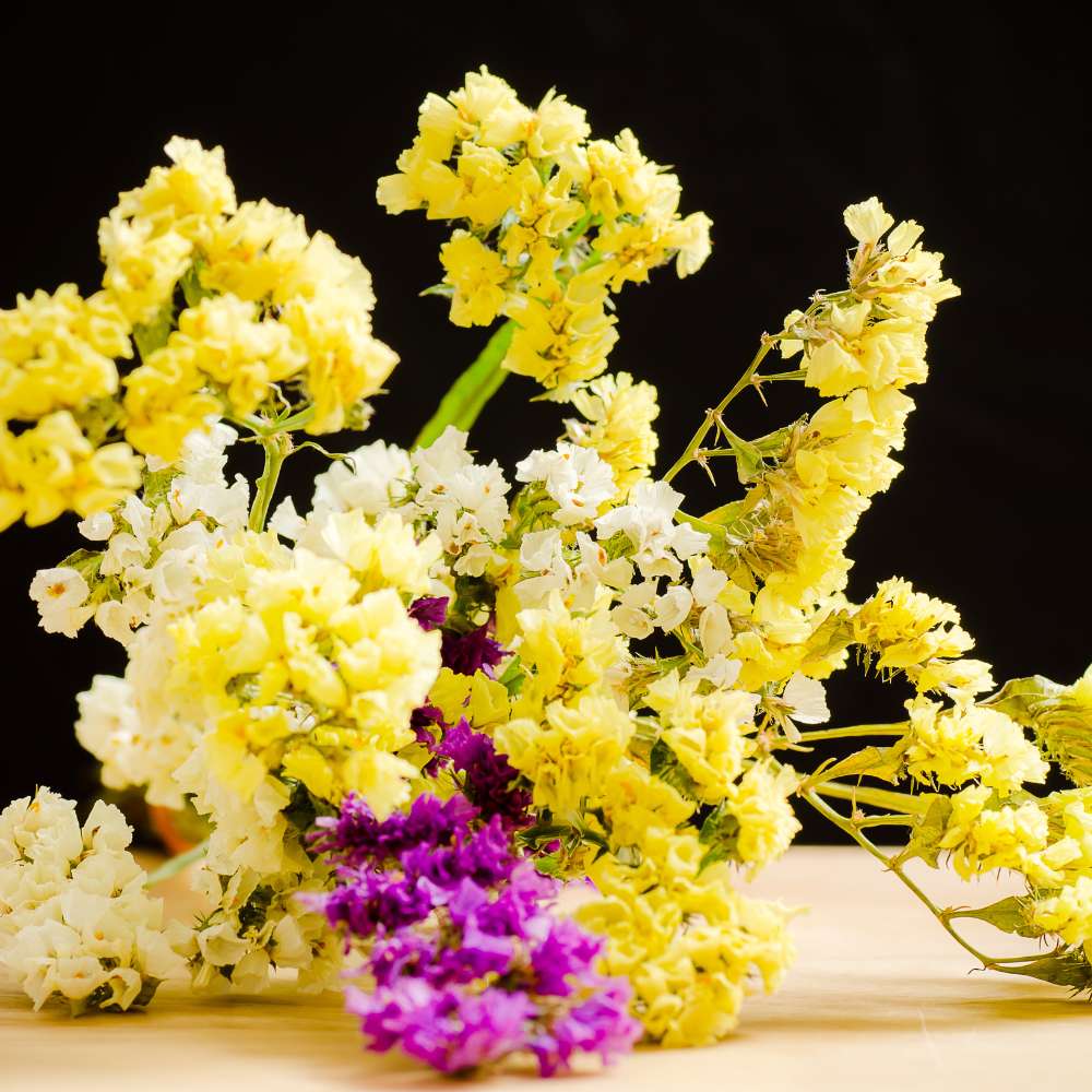 Statice Pacific Yellow seeds (50 Seeds) High Germination/ Easy To grow/ Perfect for pots, balconies, or Terrace gardens