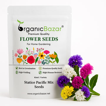 Statice Pacific Mix Seeds (50 Seeds) High Germination/ Easy To grow/ Perfect for pots, balconies, or Terrace gardens