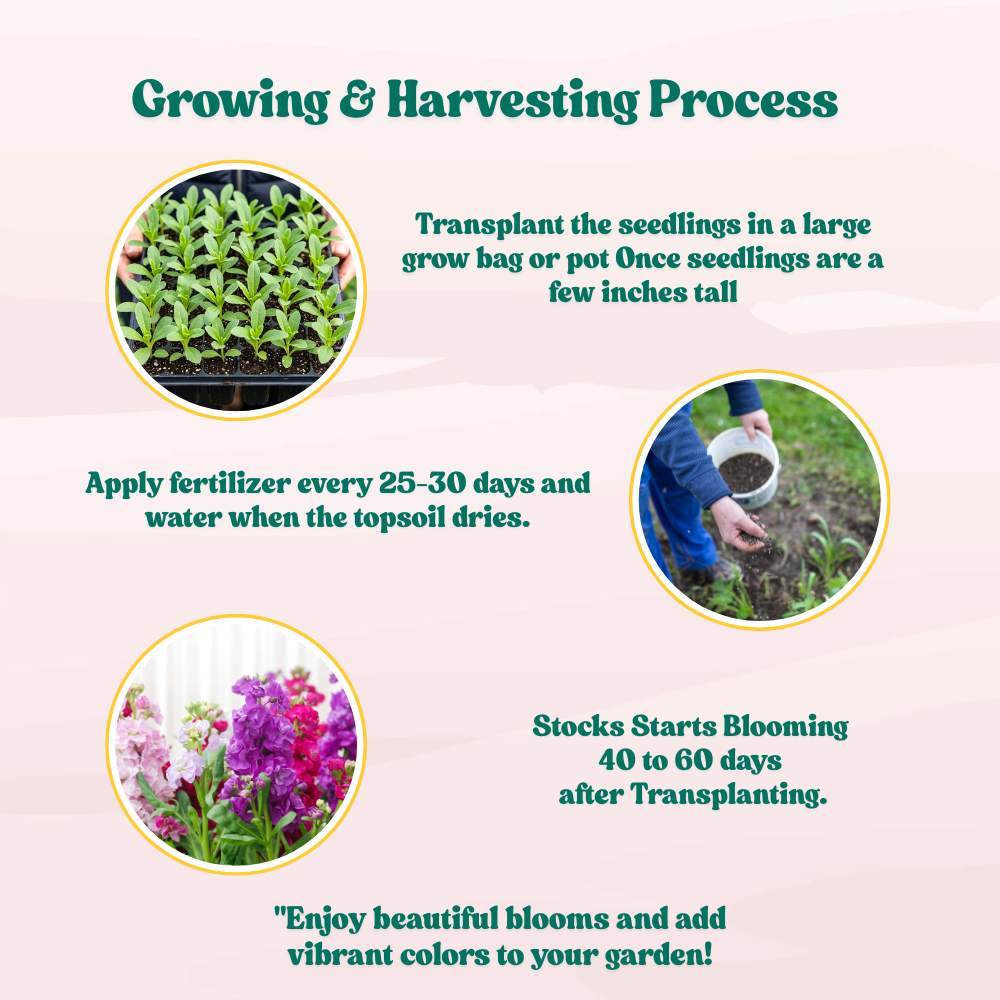 Stock Mixed Color Flower Seeds (100 Seeds) High Germination/ Easy To grow/ Perfect for pots, balconies, or Terrace gardens