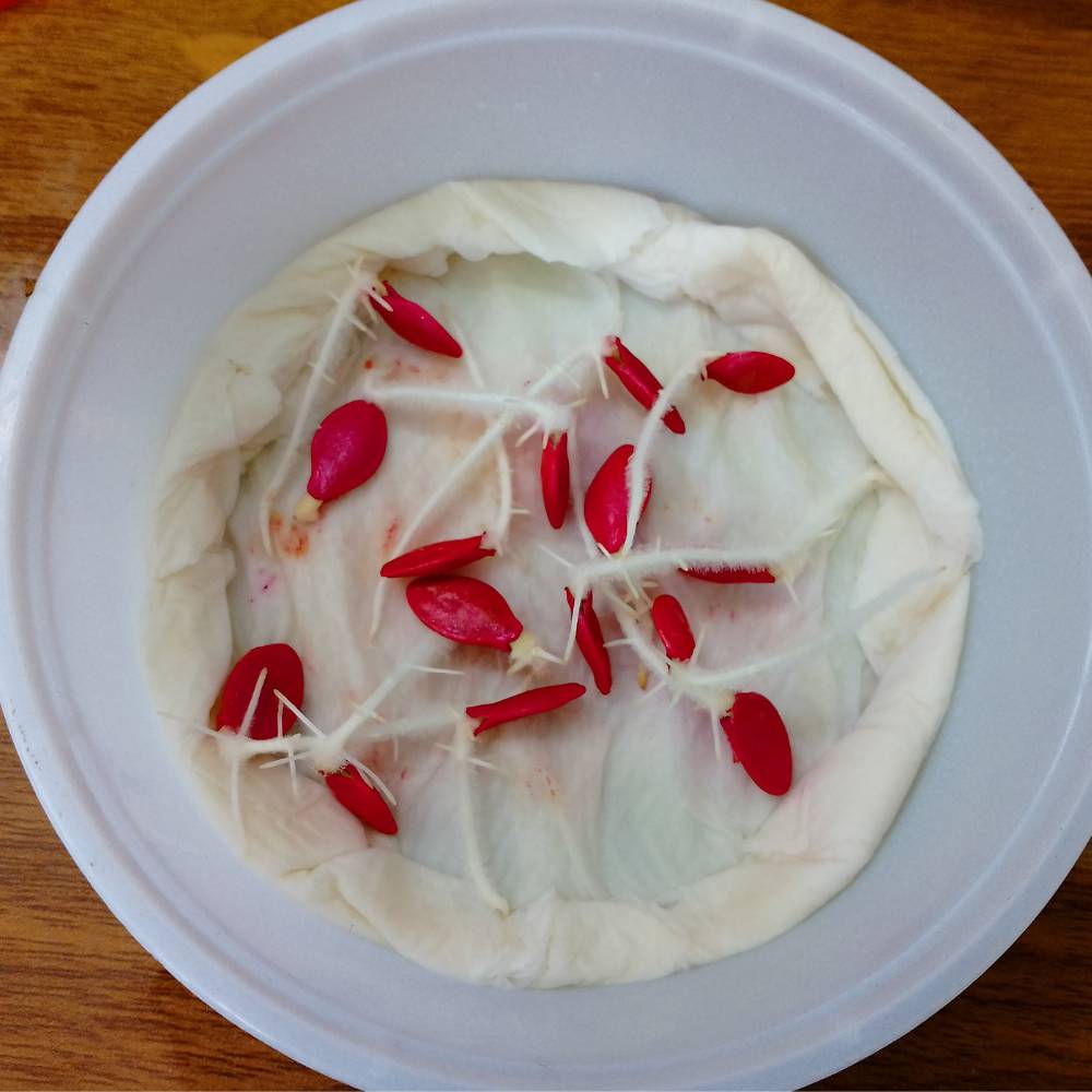 Summer Squash (Chappan Kaddu) Light Green Seeds (15 Seeds)