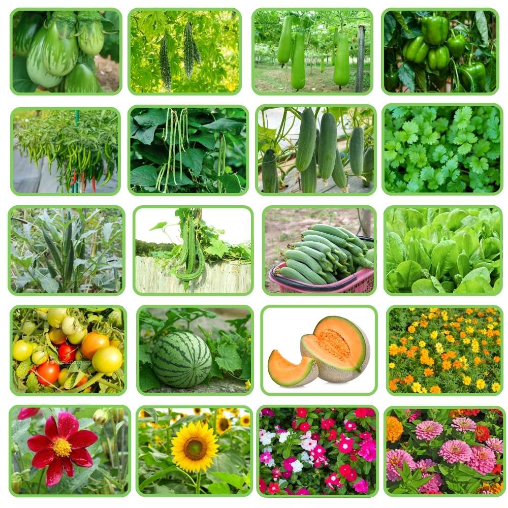 Summer Vegetable and Flowers Mixed Seeds Kit for Home Gardening
