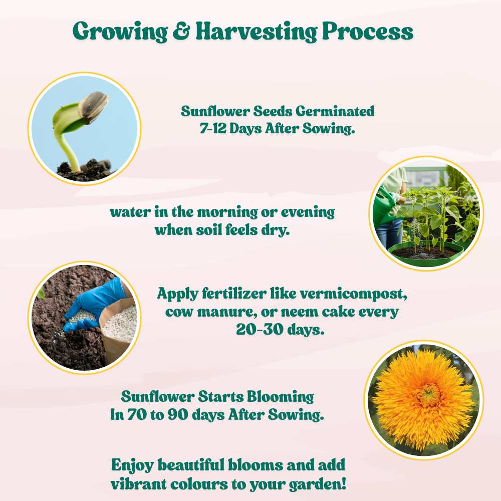 Sunflower Double Flowered Seeds Orange - 20 Seeds (Surajmukhi/सूरजमुखी के बीज) High Germination/ Easy To grow/ Perfect For Terrace gardening