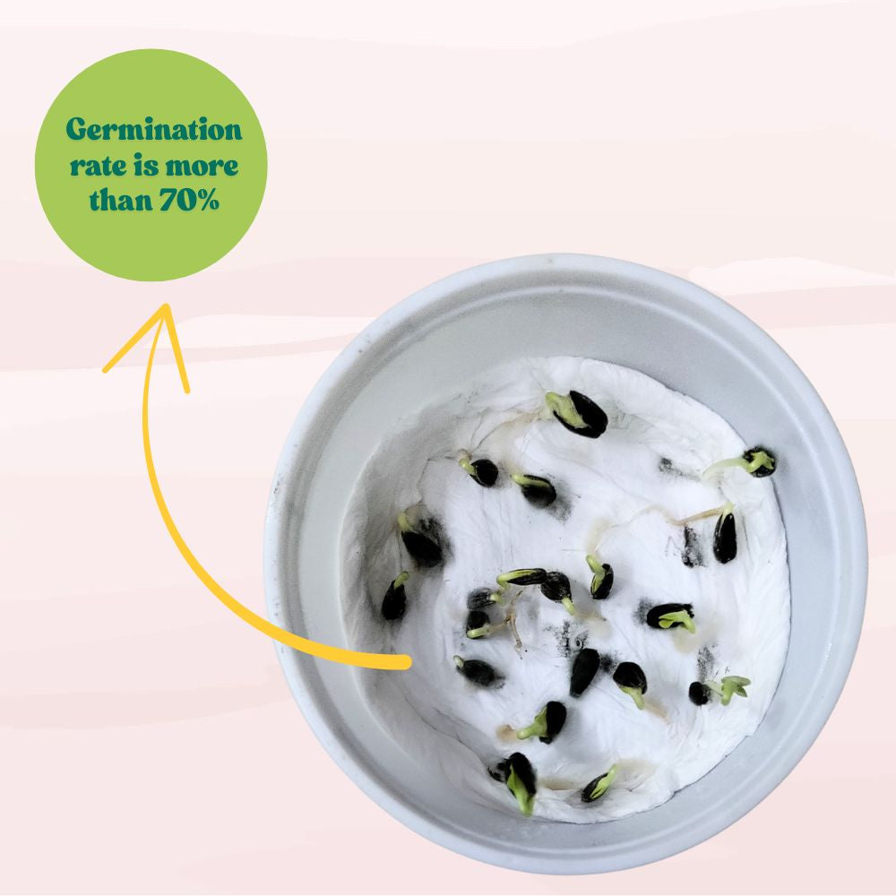 Sunflower Tall Yellow Seeds - 20 Seeds (Surajmukhi/सूरजमुखी के बीज) High Germination/ Easy To grow/ Perfect For Terrace gardening