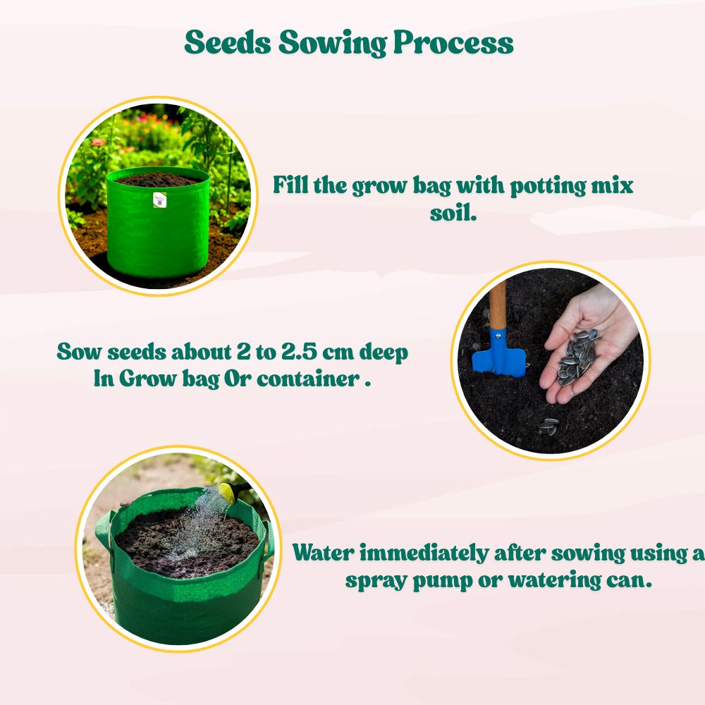Sunflower Tall Yellow Seeds - 20 Seeds (Surajmukhi/सूरजमुखी के बीज) High Germination/ Easy To grow/ Perfect For Terrace gardening