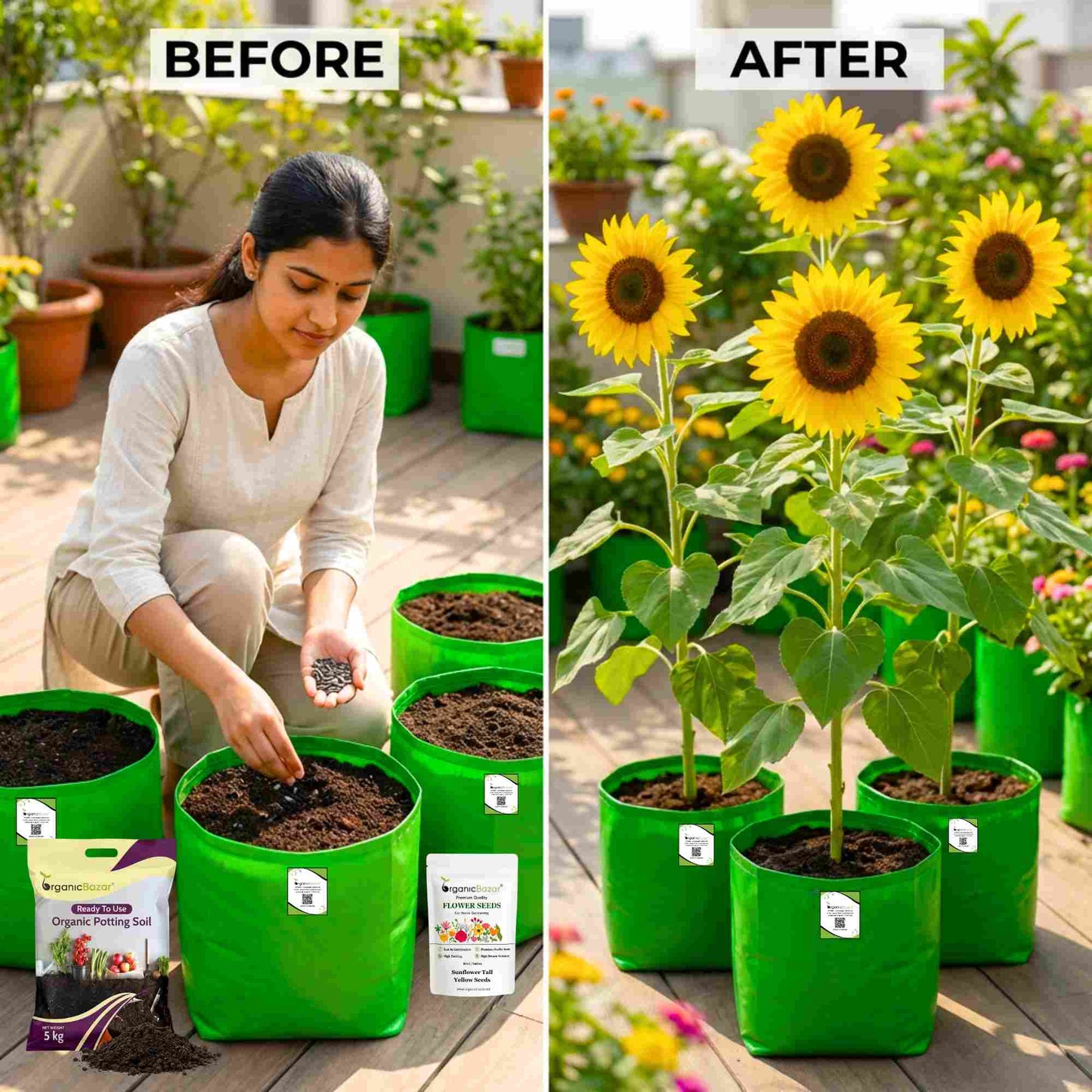 Sunflower Tall Yellow Seeds - 20 Seeds (Surajmukhi/सूरजमुखी के बीज) High Germination/ Easy To grow/ Perfect For Terrace gardening