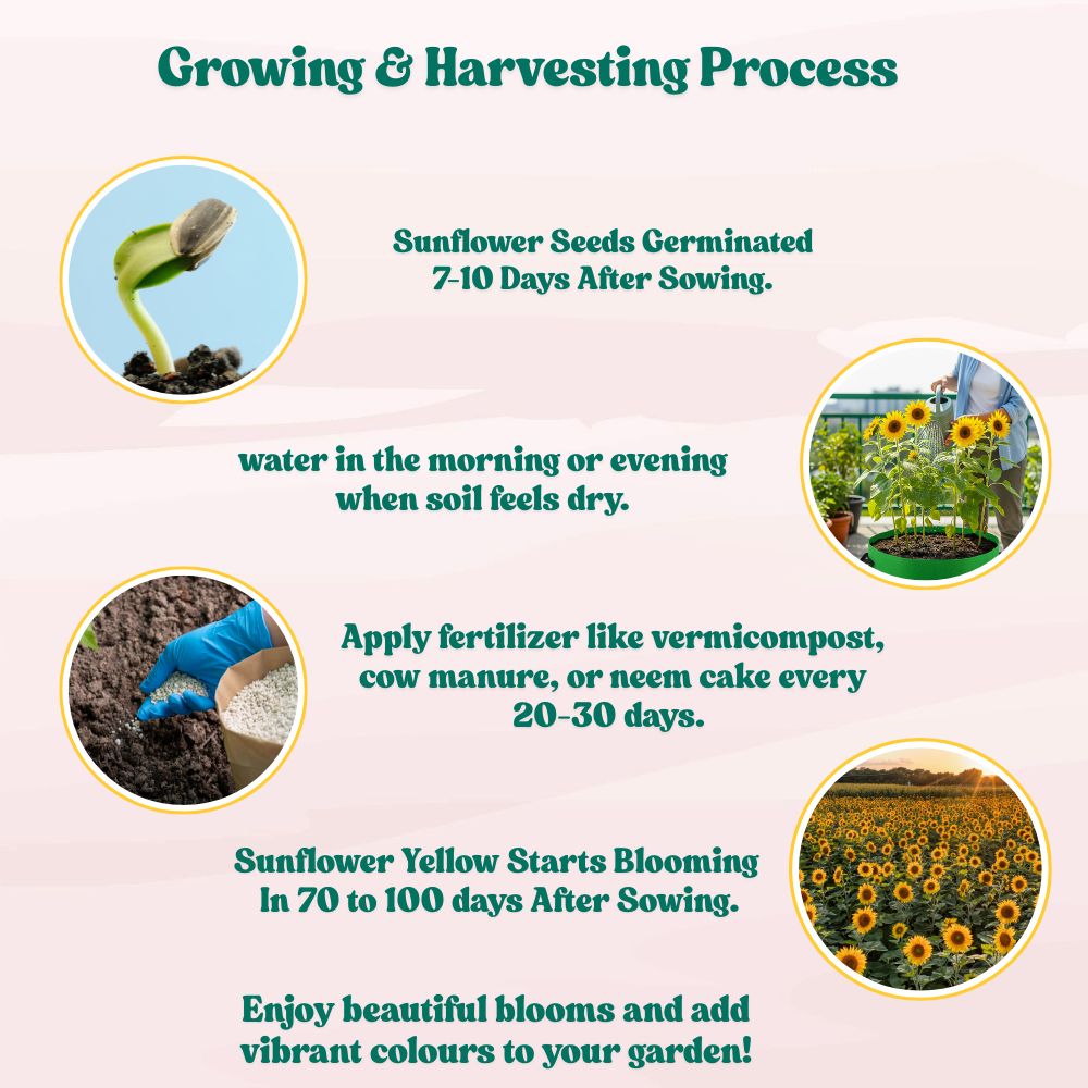 Sunflower Tall Yellow Seeds - 20 Seeds (Surajmukhi/सूरजमुखी के बीज) High Germination/ Easy To grow/ Perfect For Terrace gardening