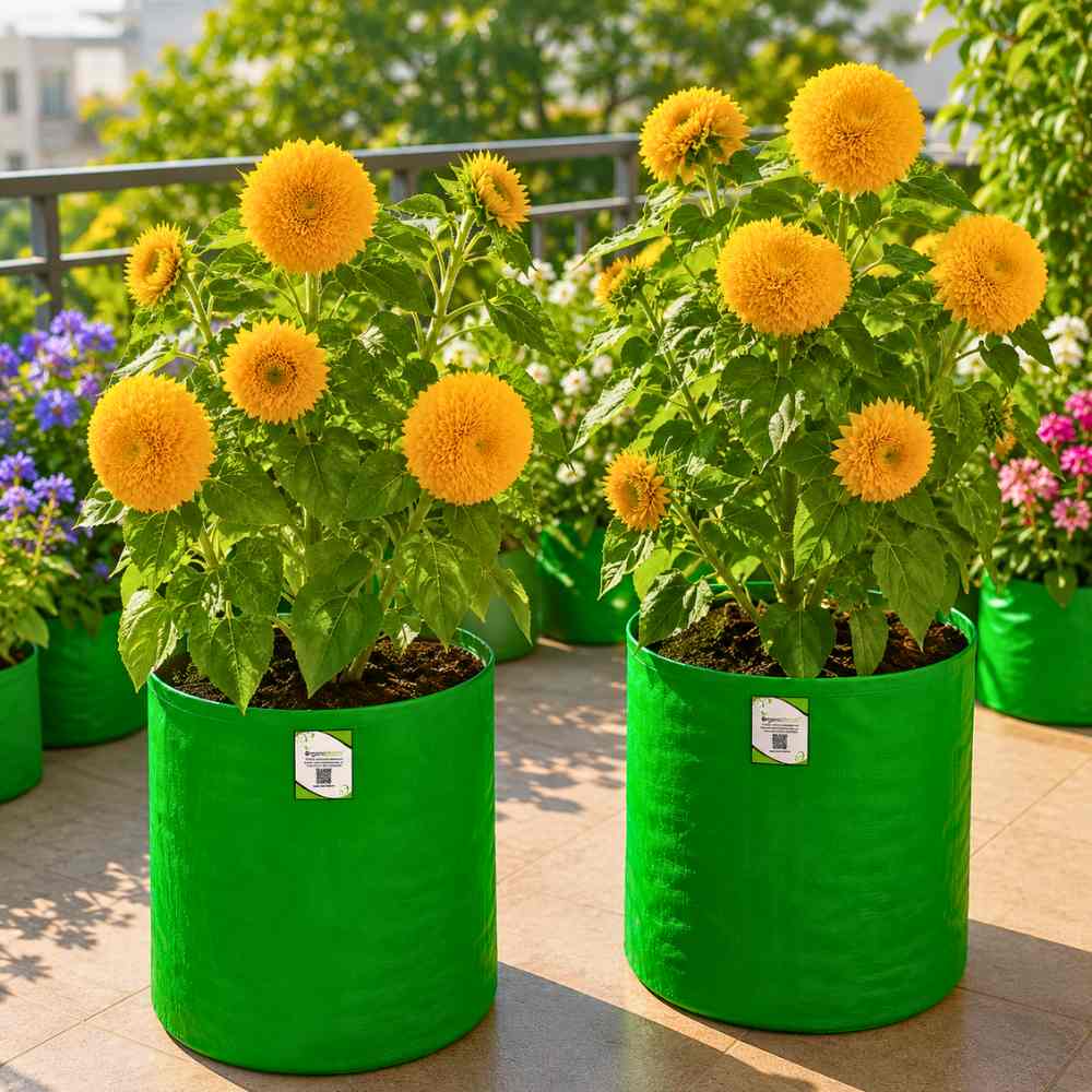 Sunflower Teddy Bear Seeds - 20 Seeds (Surajmukhi/सूरजमुखी के बीज) High Germination/ Easy To grow/ Perfect For Terrace gardening