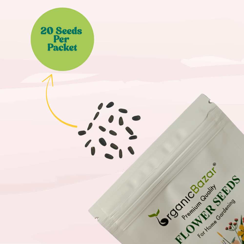 Sunflower Teddy Bear Seeds - 20 Seeds (Surajmukhi/सूरजमुखी के बीज) High Germination/ Easy To grow/ Perfect For Terrace gardening