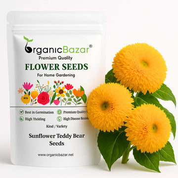 Sunflower Teddy Bear Seeds - 20 Seeds (Surajmukhi/सूरजमुखी के बीज)