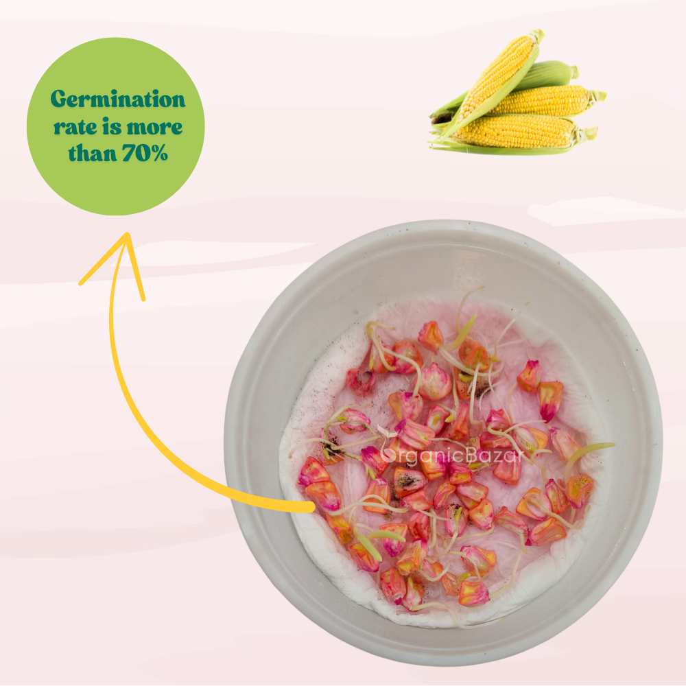 Sweet Corn (Makka) Seeds - 50 Seeds (मक्का के बीज) High Germination, Easy to Grow, Premium Quality Sweet Corn Seeds for Kitchen Gardening