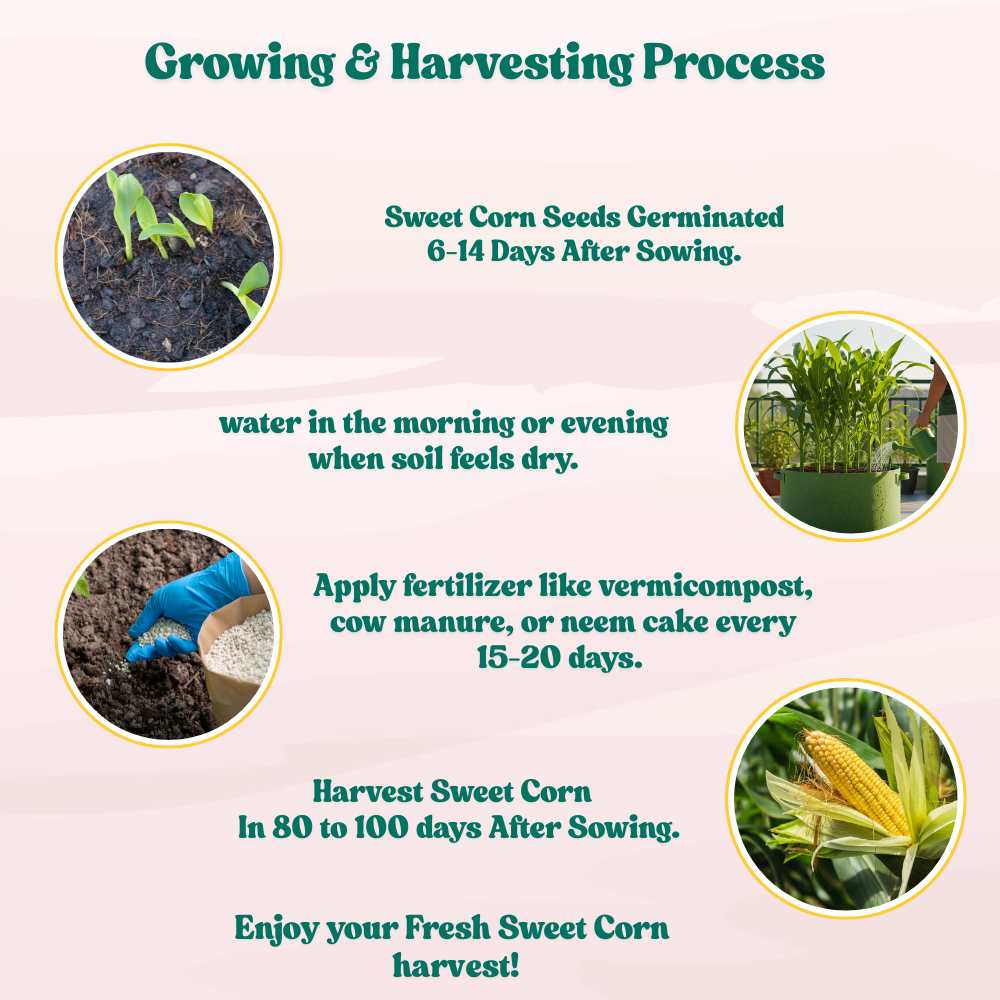 Sweet Corn (Makka) Seeds - 50 Seeds (मक्का के बीज) High Germination, Easy to Grow, Premium Quality Sweet Corn Seeds for Kitchen Gardening