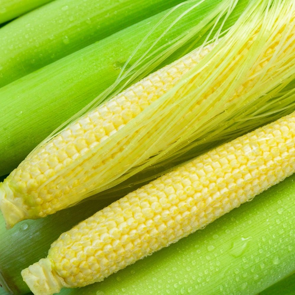 Baby Corn (Makka) Seeds - 30 Seeds (मक्का के बीज) High Germination, Easy to Grow, Premium Quality Baby Corn Seeds for Kitchen Gardening