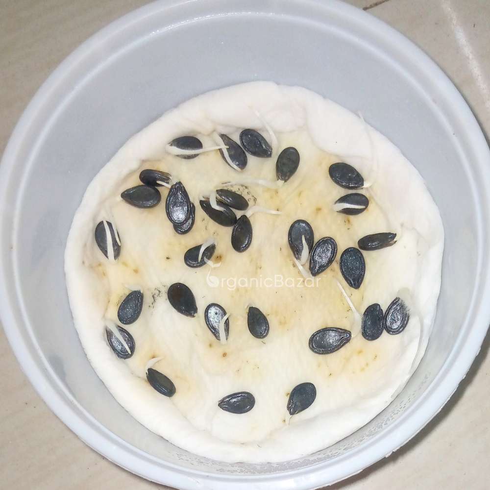 Tinda (Apple gourds) Seeds - 30 Seeds (टिंडा के बीज) High Germination/ Easy to Grow/ Ideal for Terrace/Kitchen Gardening 98 reviews