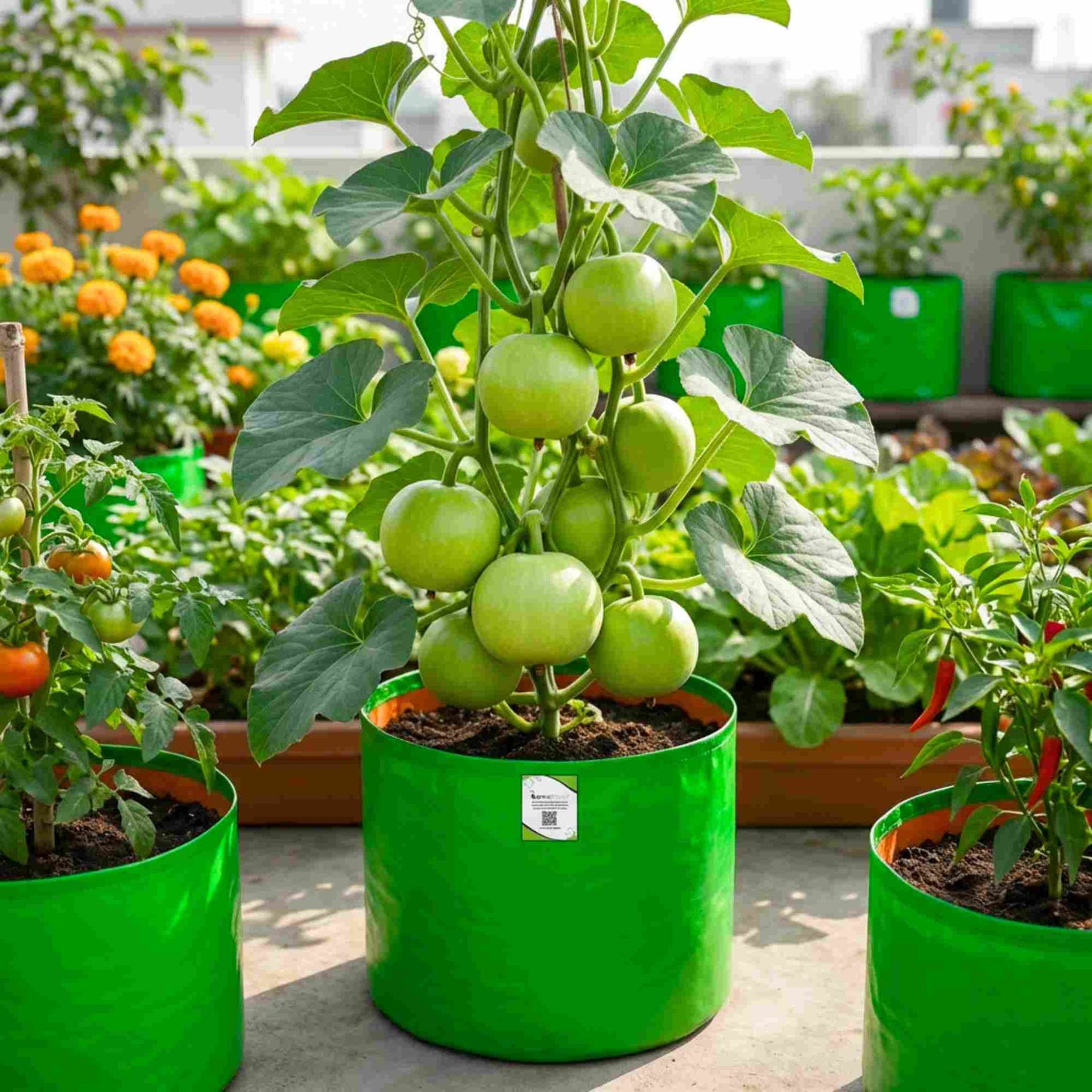 Tinda (Apple gourds) Seeds - 30 Seeds (टिंडा के बीज) High Germination/ Easy to Grow/ Ideal for Terrace/Kitchen Gardening 98 reviews