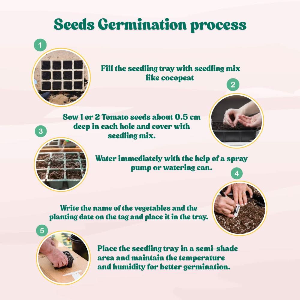 Tomato F1 Hybrid Seeds - 50 Seeds (Tamatar) (टमाटर के बीज) High Germination/ Easy to Grow/ Ideal for Terrace/Kitchen Gardening