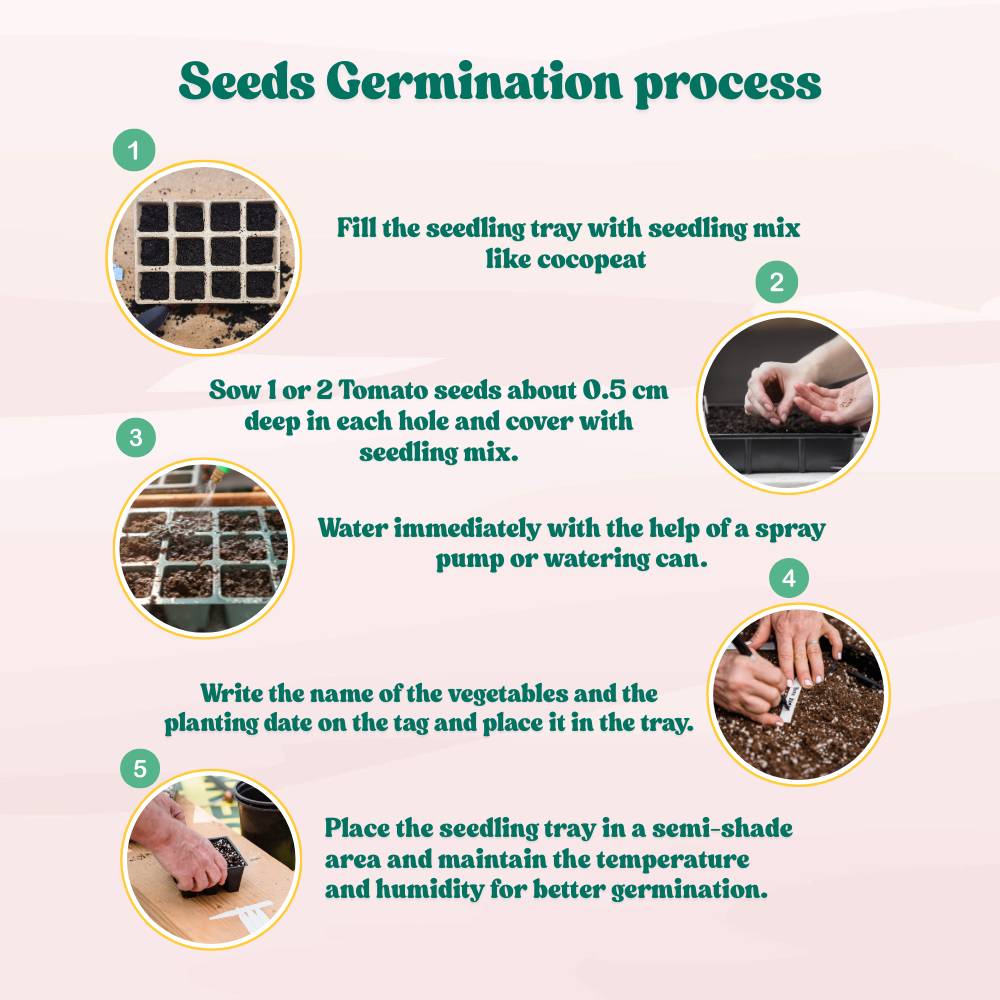 Tomato Oval Red Seeds - 50 Seeds (Tamatar/टमाटर के बीज) High Germination/ Easy to Grow/ Ideal for Terrace/Kitchen Gardening