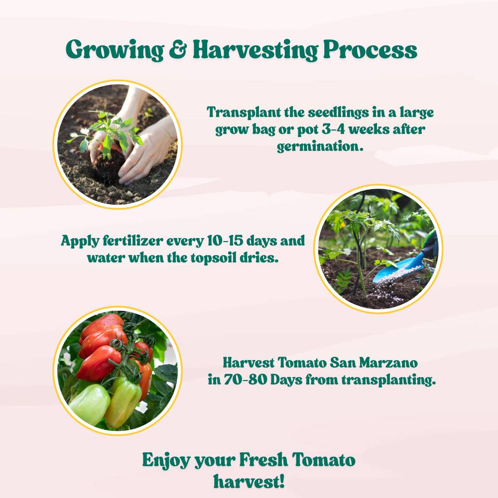 Tomato San Marzano Seeds - 50 Seeds (Tamatar/टमाटर के बीज) High Germination/ Easy to Grow/ Ideal for Terrace/Kitchen Gardening