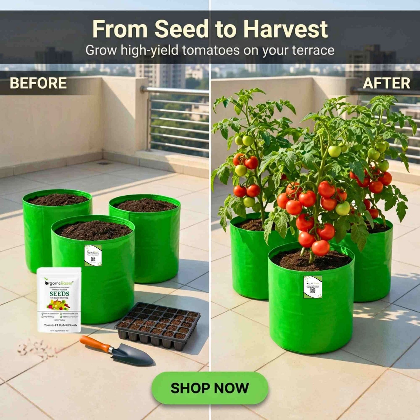 Tomato F1 Hybrid Seeds - 50 Seeds (Tamatar) (टमाटर के बीज) High Germination/ Easy to Grow/ Ideal for Terrace/Kitchen Gardening