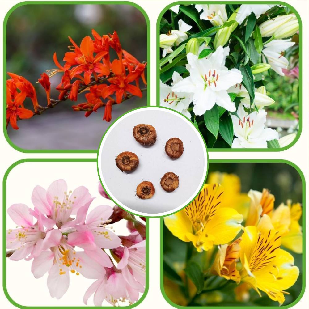 Tritonia Mixed Color Flower Bulbs (05 Bulbs)