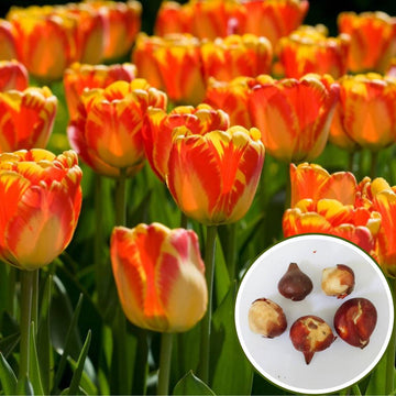 Tulip (Orange And Yellow) Flower Bulbs