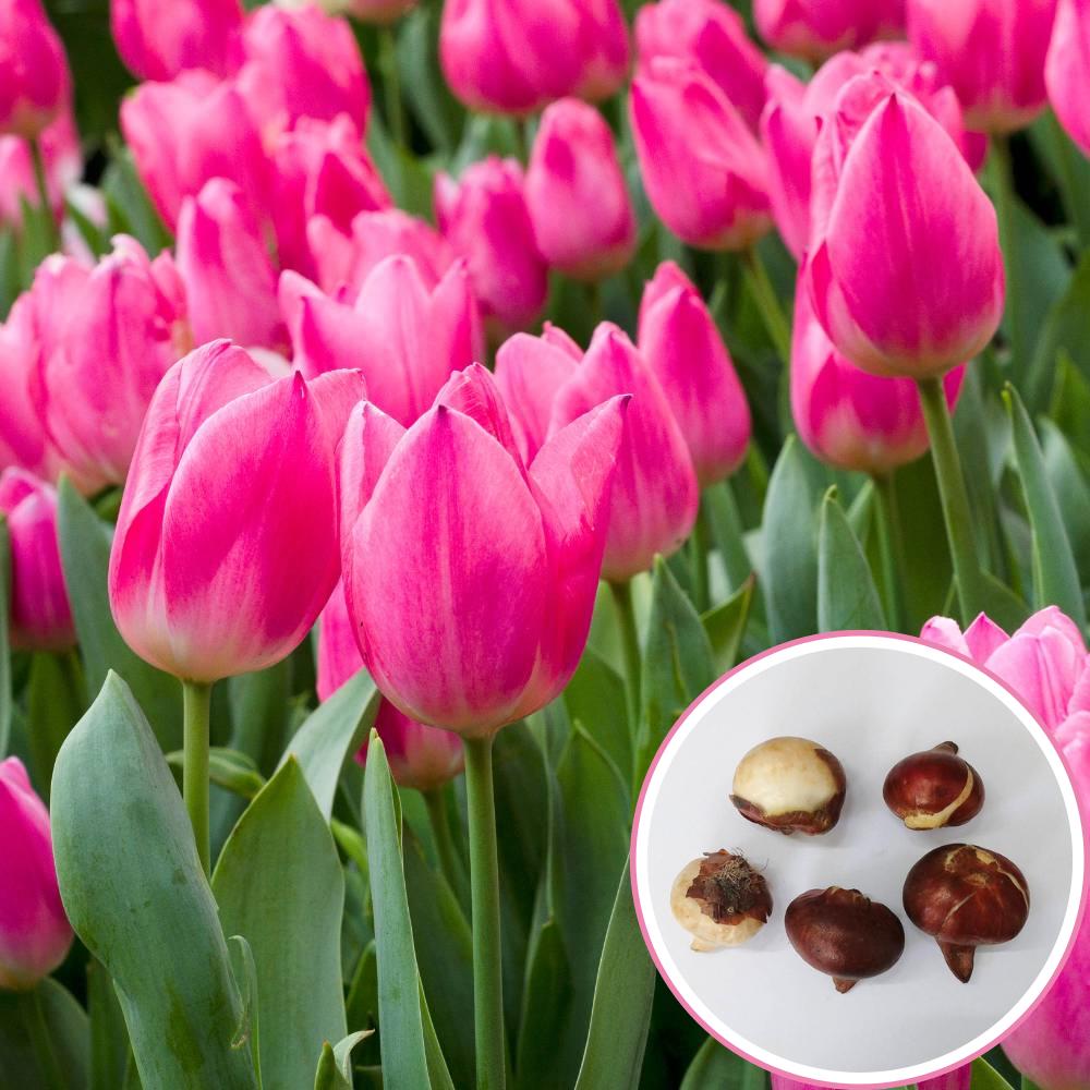 tulip flower seeds Buy Best Quality Tulip Claudia (Pink) Flower Bulbs Online
