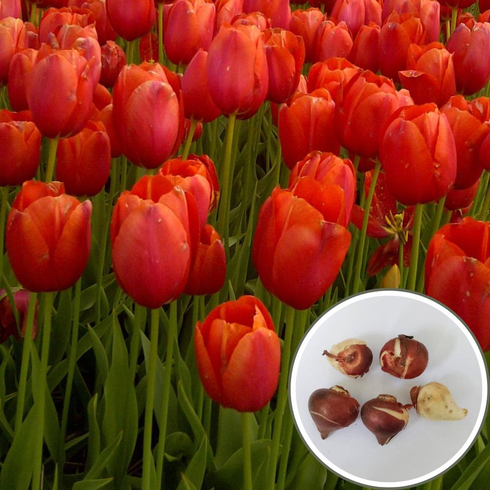 Tulip Red Flower Bulbs (05N)