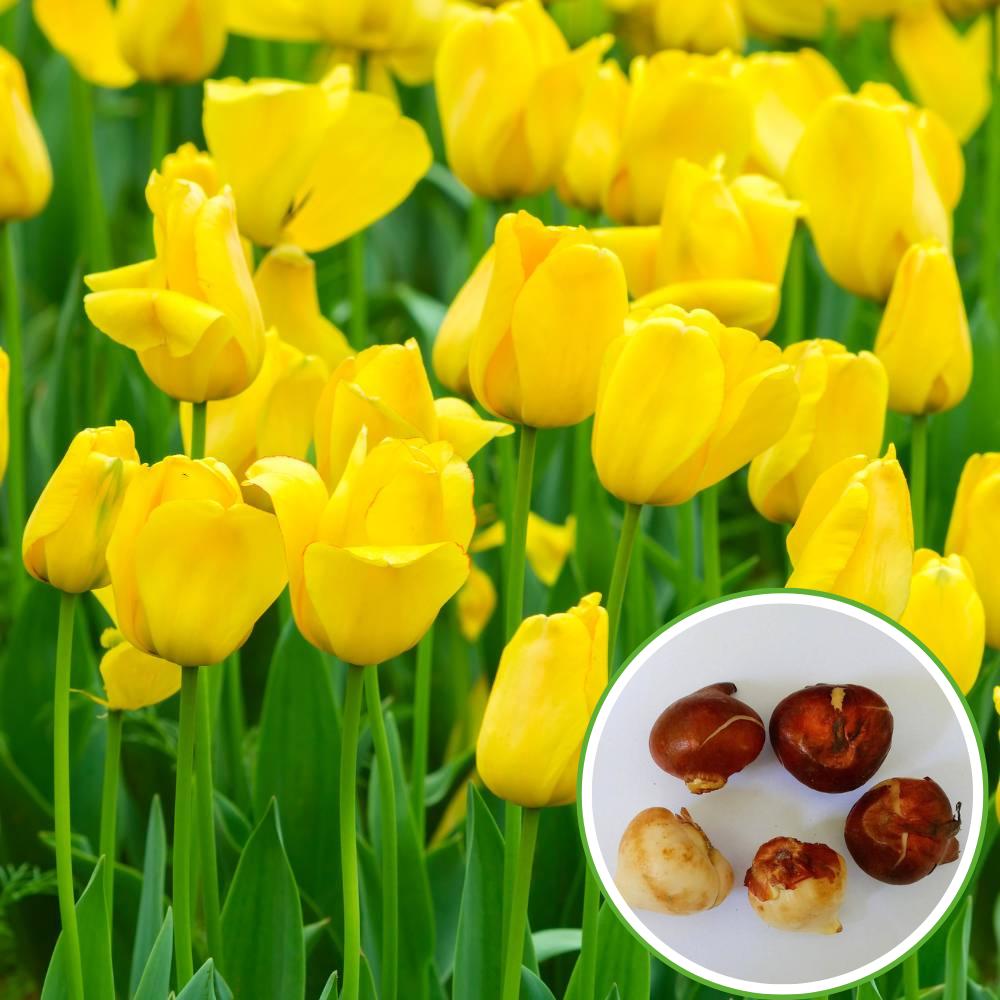 Tulip Yellow Flower Bulbs (05N)