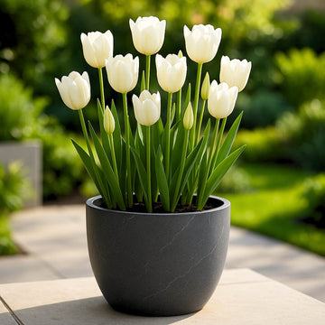 Tulip White Flower Bulbs (05N)