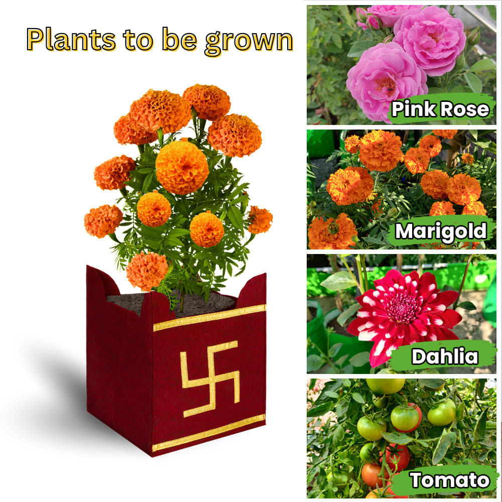 Geo Fabric 10x10 Grow Bag For Tulsi Plant (Tulsi Grow Bag)