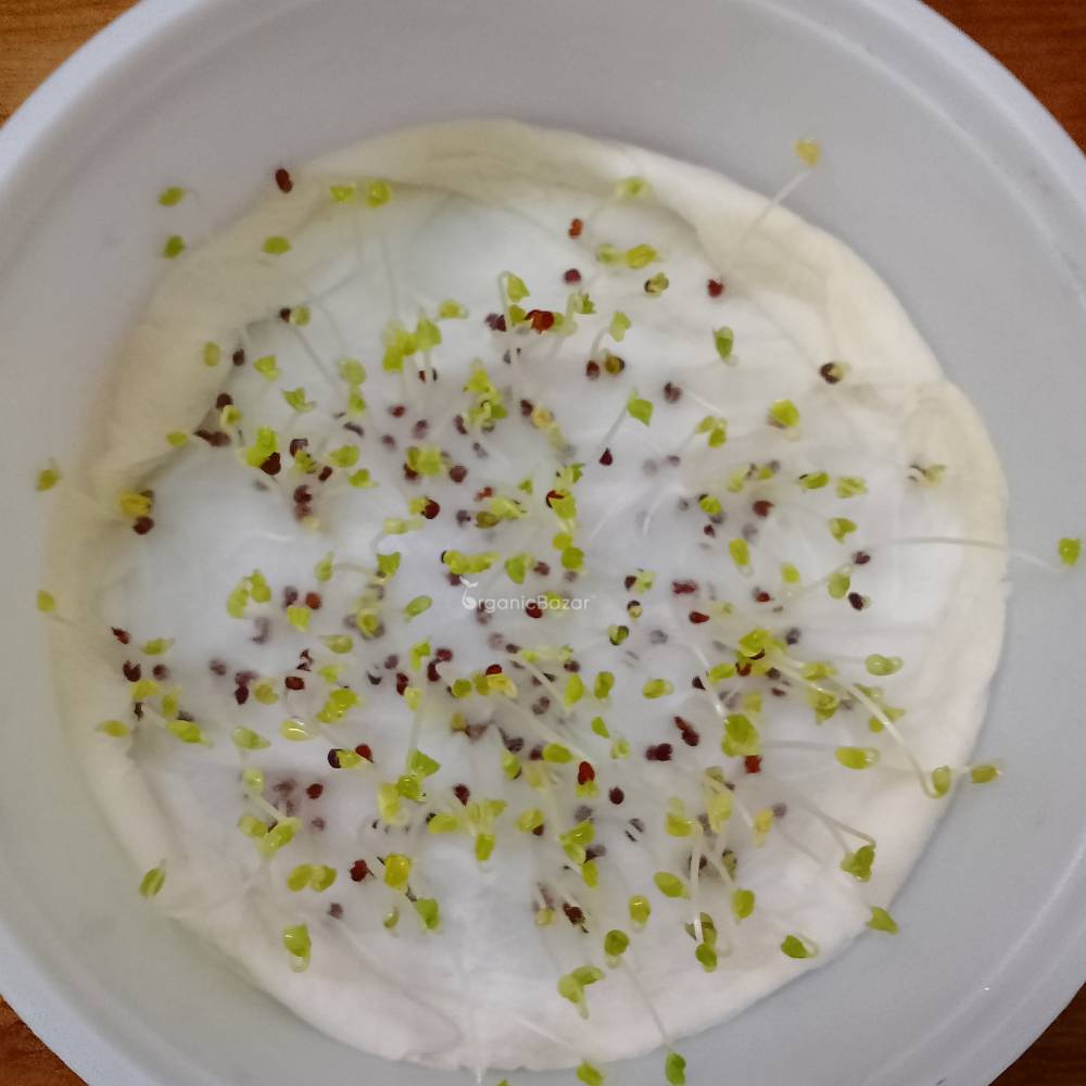 Turnip Golden Yellow Seeds (200 Seeds)