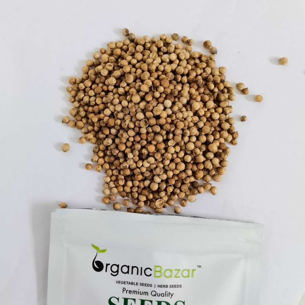 Untreated Coriander (Dhaniya) Seeds For Organic Gardening (धनिया के बीज)
