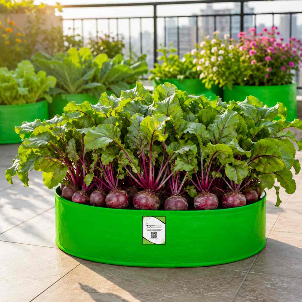 Untreated Beetroot (Chukandar) seeds For Organic Gardening - 200 Seeds (चुकंदर के बीज)