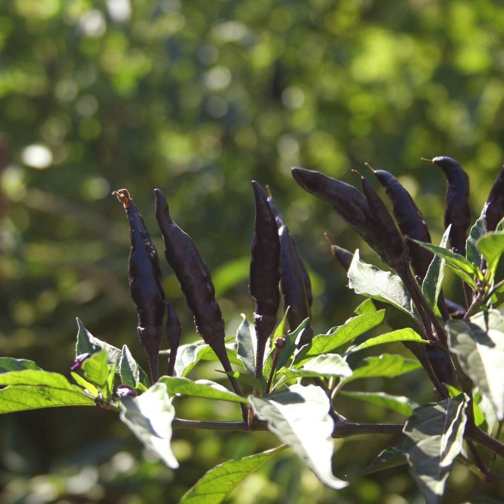Chilli Black (Upright Type) Seeds (30 Seeds) 🌶️ High Spicy | Exotic | Easy to Grow | Great Yield (मिर्च के बीज) (Mirch/ मिर्च के बीज)