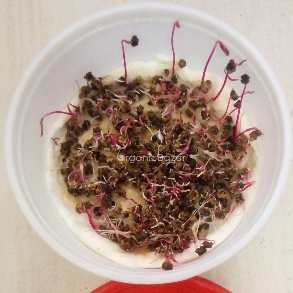 Untreated Beetroot (Chukandar) seeds For Organic Gardening - 200 Seeds (चुकंदर के बीज)