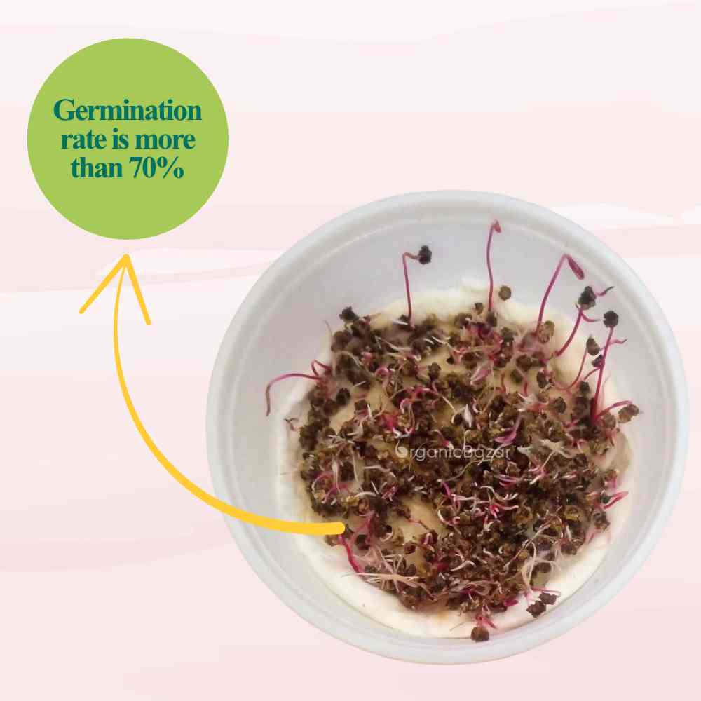 Untreated Beetroot (Chukandar) seeds For Organic Gardening - 200 Seeds (चुकंदर के बीज)