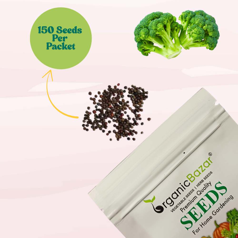 Untreated Broccoli Seeds For Organic Gardening - 150 Seeds (ब्रॉकली के बीज) High Germination /Easy to Grow/Ideal for Terrace/Kitchen Gardening