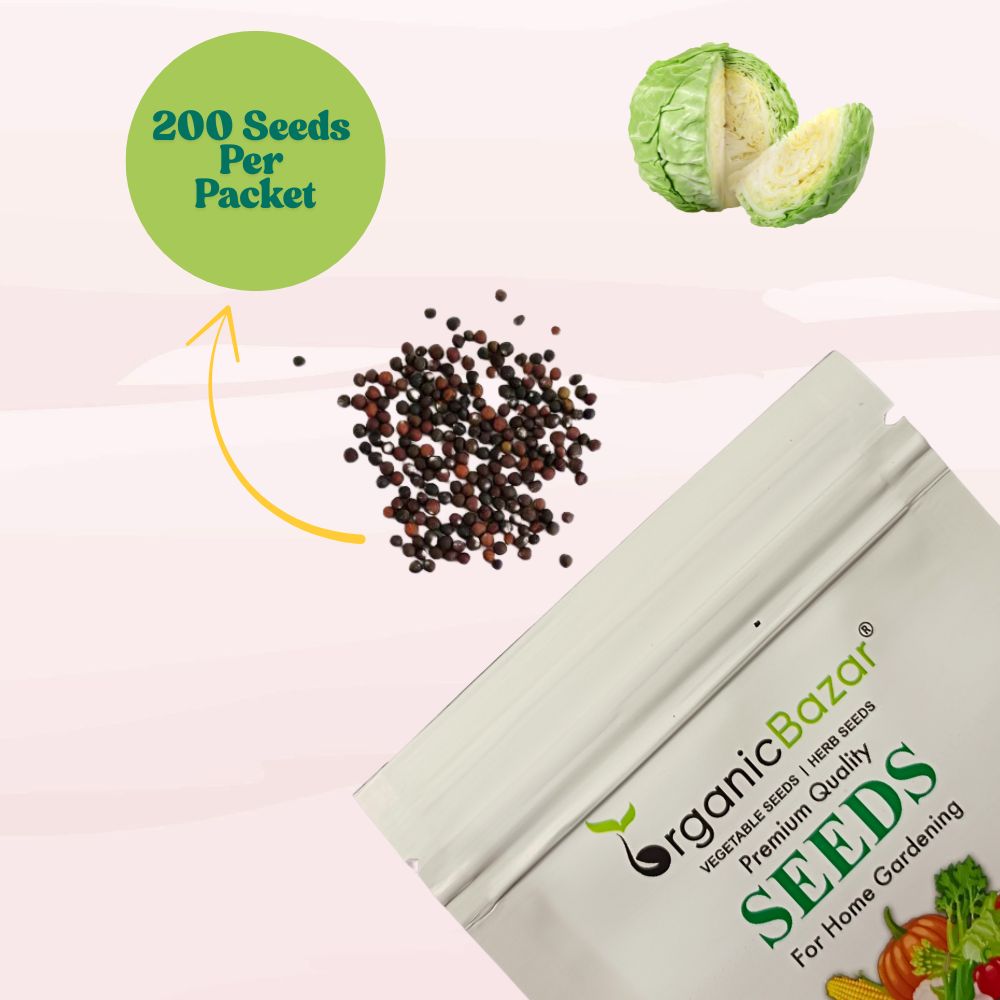 Untreated Cabbage Seeds For Organic Gardening - 200 Seeds (Patta Gobhi/ पत्ता गोभी के बीज) High Germination / Easy to Grow / Ideal for Terrace/Kitchen Gardening