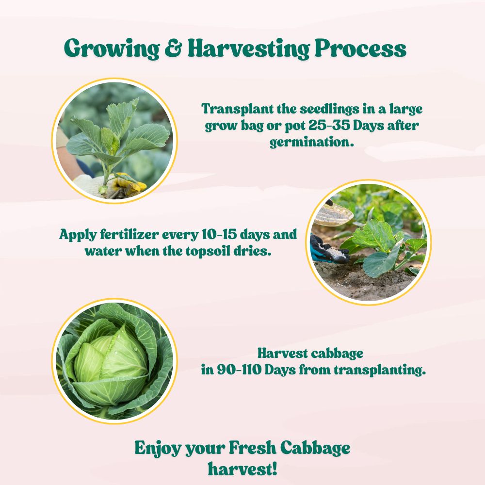 Untreated Cabbage Seeds For Organic Gardening - 200 Seeds (Patta Gobhi/ पत्ता गोभी के बीज) High Germination / Easy to Grow / Ideal for Terrace/Kitchen Gardening