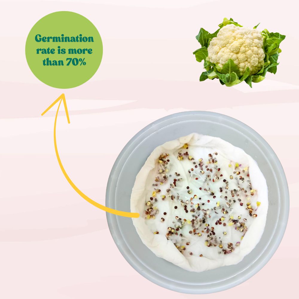 Untreated Cauliflower Seeds For Organic Gardening (200 Seeds) (Phool Gobhi/ फूल गोभी के बीज) High Germination /Easy to Grow/Ideal for Terrace/Kitchen Gardening