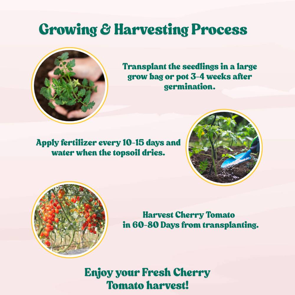 Untreated Cherry Tomato Seeds For Organic Home Gardening - 50 Seeds (चेरी टमाटर के बीज) High Germination, Juicy & Flavorful