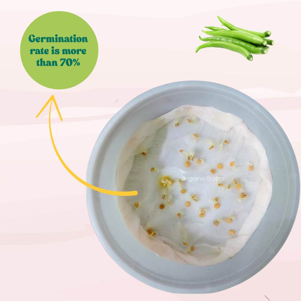 Untreated Chilli Seeds For Organic Gardening - 50 Seeds (Mirch/ मिर्च के बीज)