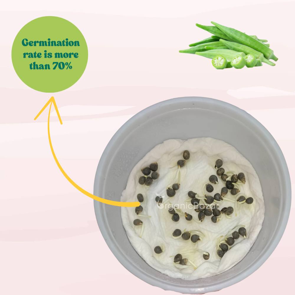 Untreated Okra or Lady Finger Seeds For Organic Gardening - 50 Seeds (Bhindi/ भिन्डी के बीज) Easy To grow, High Germination, High Yield Okra Seeds for Home Gardening