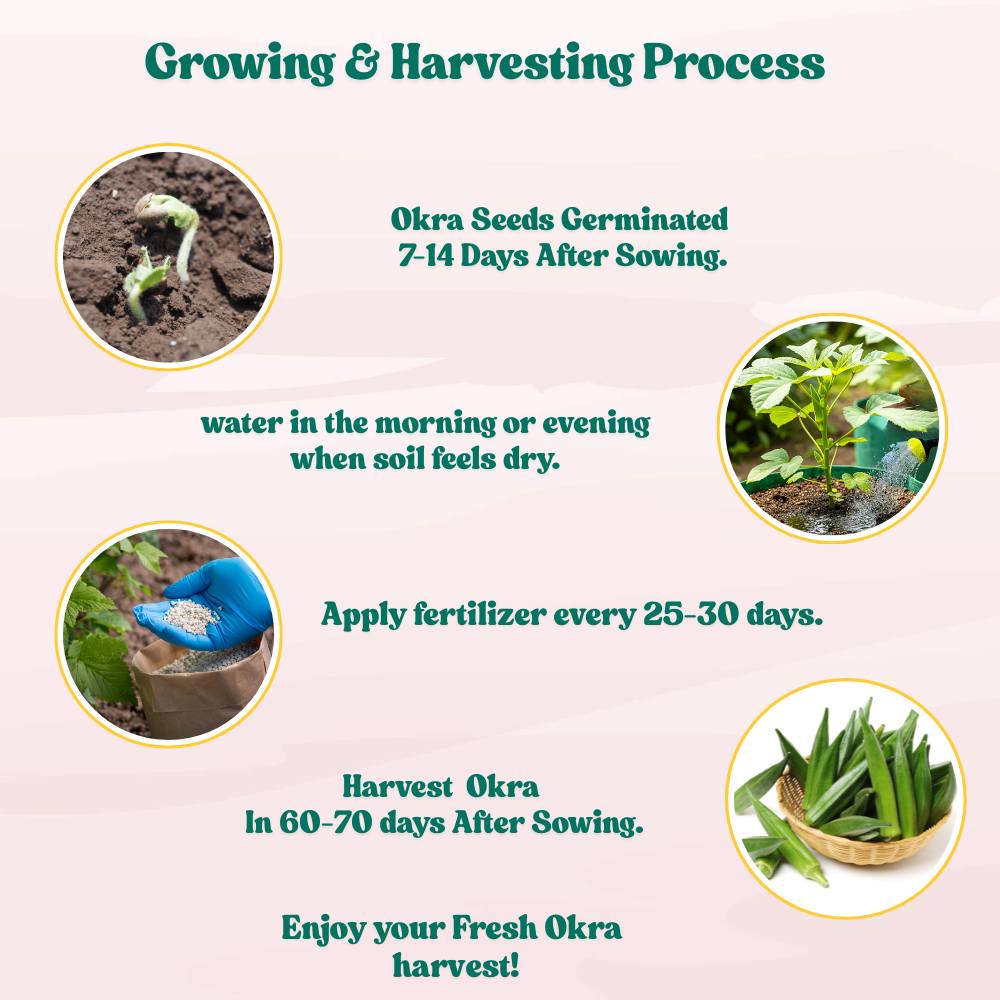 Untreated Okra or Lady Finger Seeds For Organic Gardening - 50 Seeds (Bhindi/ भिन्डी के बीज) Easy To grow, High Germination, High Yield Okra Seeds for Home Gardening