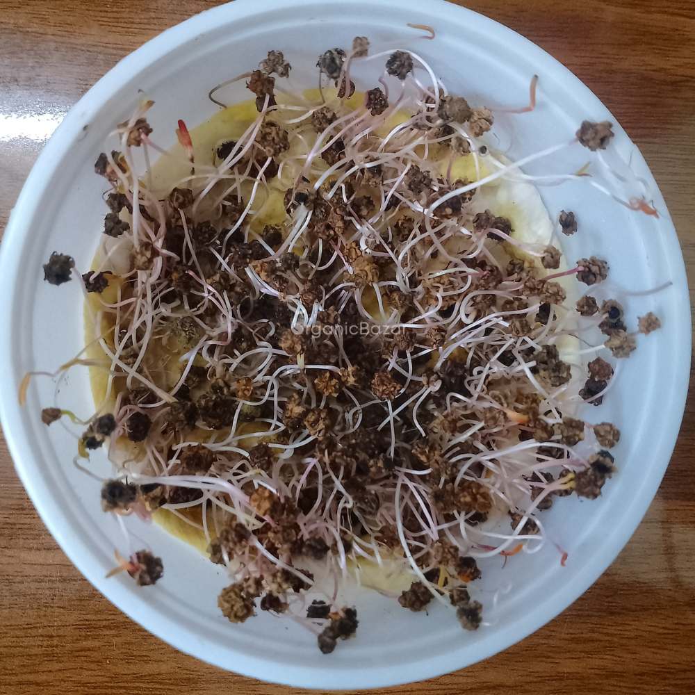 Spinach Microgreen Seeds (25g)