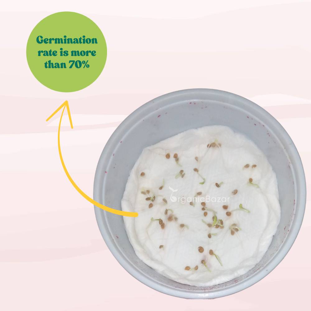 Untreated Tomato Seeds For Organic Gardening - 50 Seeds (Tamatar/टमाटर के बीज) High Germination/ Easy to Grow/ Ideal for Terrace/Kitchen Gardening