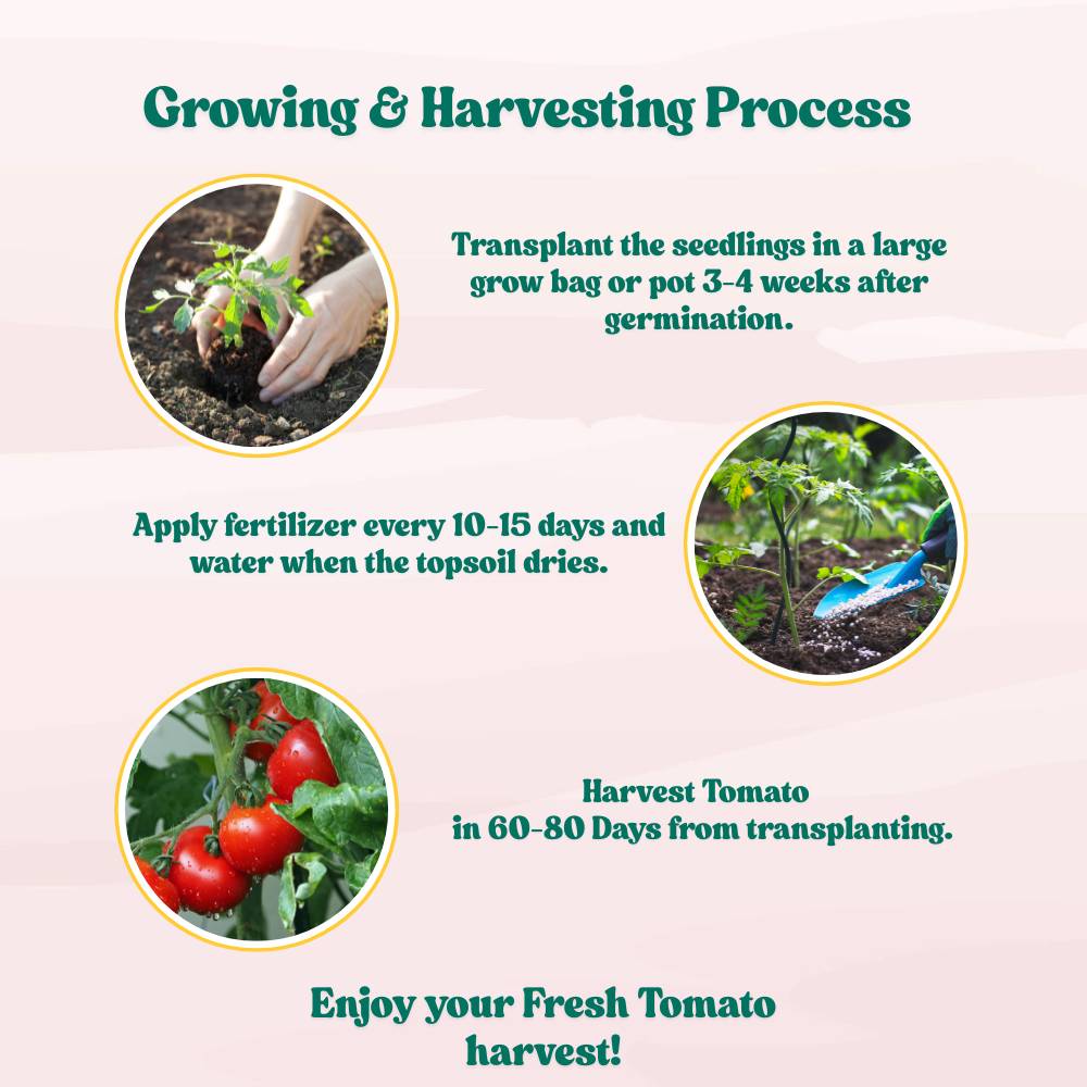 Untreated Tomato Seeds For Organic Gardening - 50 Seeds (Tamatar/टमाटर के बीज) High Germination/ Easy to Grow/ Ideal for Terrace/Kitchen Gardening