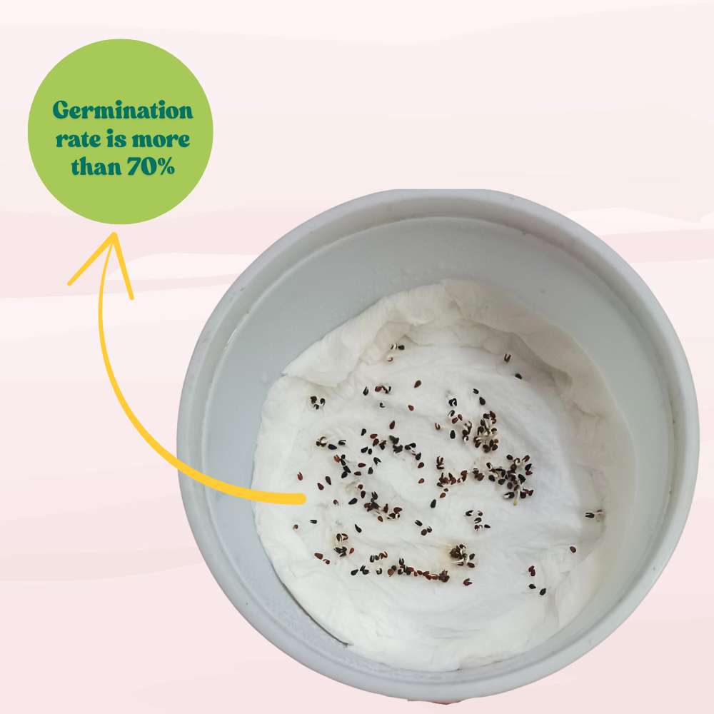 Venidium Fastuosum White Seeds (200 Seeds) High Germination/ Easy To grow/ Perfect for pots, balconies, or Terrace gardens