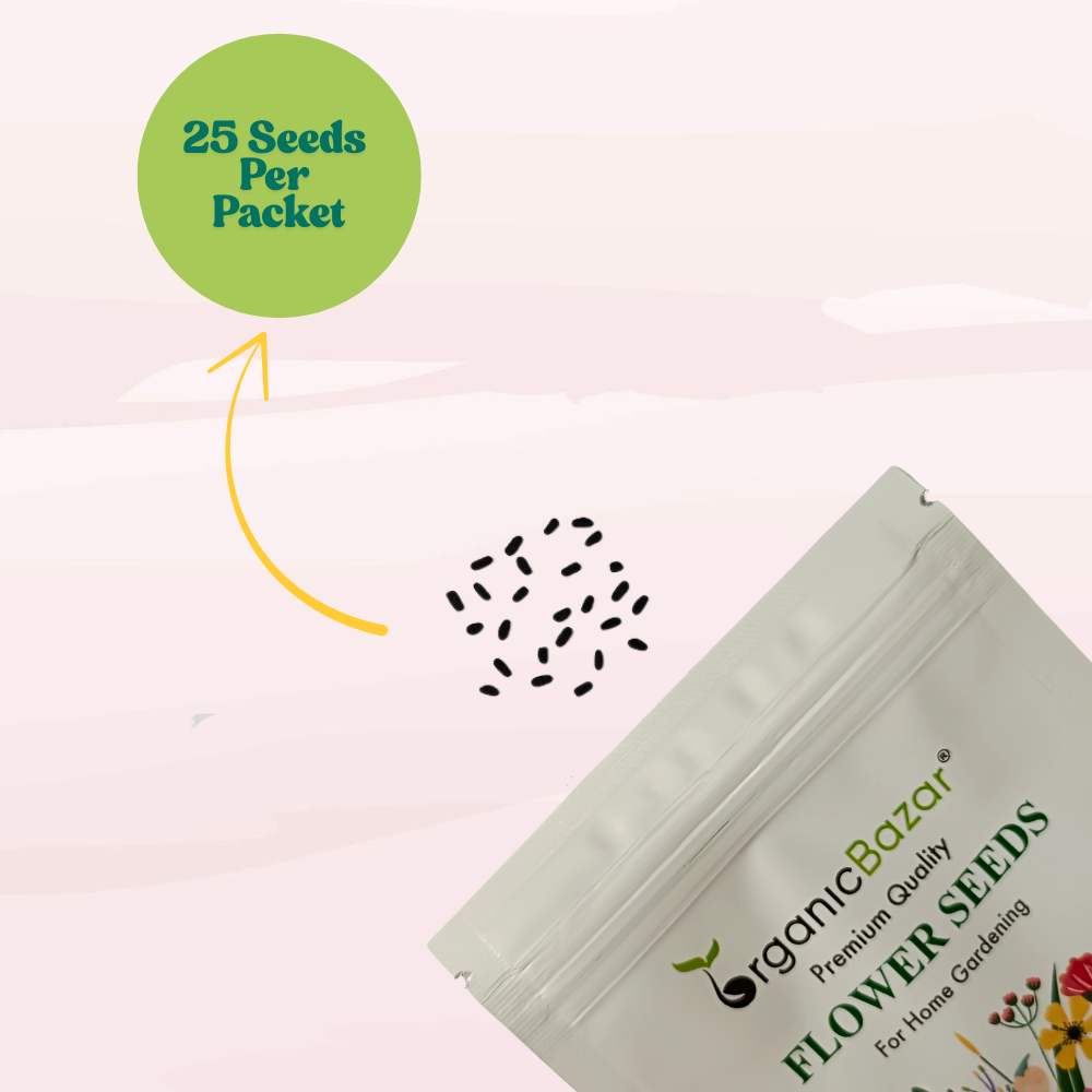 Vinca Black Hybrid Seeds - 25 Seeds (Black Periwinkle/ Sadabahar/सदाबहार के बीज) High Germination, Annual Flower Seeds for Terrace Gardening