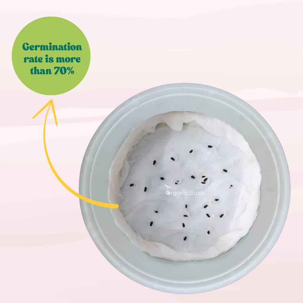 Vinca Black Hybrid Seeds - 25 Seeds (Black Periwinkle/ Sadabahar/सदाबहार के बीज) High Germination, Annual Flower Seeds for Terrace Gardening